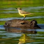 Marcela entra na �gua e captura capivara no rio no Pantanal