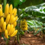 Ameaça invisível pode acabar com 80% das lavouras de banana no Brasil