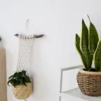 7 plantas que afastam inveja e energia pesada da sua casa