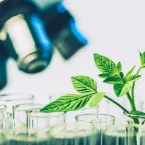 Nova tecnologia em bovinos de corte aumenta efici�ncia alimentar em 7% e melhora imunidade