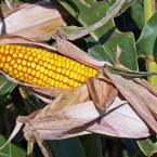 Concurso de milho abre inscrições com foco em clima do El Niño