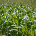 Concurso de milho abre inscrições com foco em clima do El Niño
