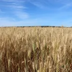 Encontro debate caminho para aumentar produ��o de trigo em S�o Paulo