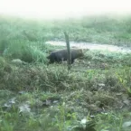 Animais Raros do Pantanal: Cachorro-Vinagre é Encontrado Após Anos Desaparecido