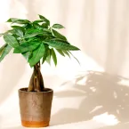 5 plantas que adoram rotina e sofrem com mudanças de local