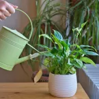 5 plantas que adoram rotina e sofrem com mudanças de local