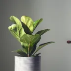 5 plantas que adoram rotina e sofrem com mudanças de local