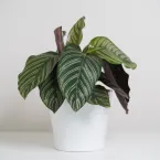 5 plantas que adoram rotina e sofrem com mudanças de local