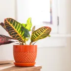 5 plantas que adoram rotina e sofrem com mudanças de local