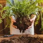 5 passos essenciais para criar um jardim lindo e saudável