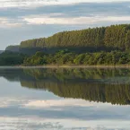 Arauco protege florestas no Brasil com tecnologia e cuidado ambiental