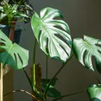 Sobreviventes: 8 plantas ideais para ambientes escuros e sem janelas
