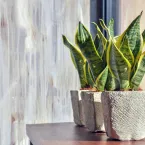Sobreviventes: 8 plantas ideais para ambientes escuros e sem janelas
