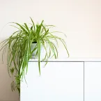 Sobreviventes: 8 plantas ideais para ambientes escuros e sem janelas