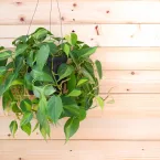 Sobreviventes: 8 plantas ideais para ambientes escuros e sem janelas