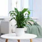 Sobreviventes: 8 plantas ideais para ambientes escuros e sem janelas