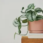 Sobreviventes: 8 plantas ideais para ambientes escuros e sem janelas