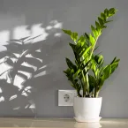 Sobreviventes: 8 plantas ideais para ambientes escuros e sem janelas