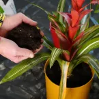 Sobreviventes: 8 plantas ideais para ambientes escuros e sem janelas