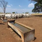 Água limpa é segredo para bois ganharem peso e fazendas lucrarem mais