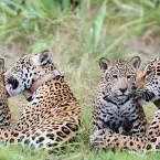Amor materno no Pantanal: onça-pintada mostra doçura ao afagar filhote