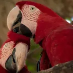 Vídeo mostra araras-vermelhas trocando carinhos em ninho artificial em Bonito