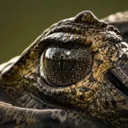 Farol de casal revela jacar�s escondidos na �gua do Pantanal