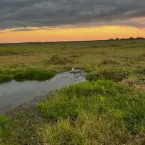 Jacar�s 'brincam' ou disputam f�mea em cena rara no Pantanal