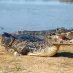 Jacar�s 'brincam' ou disputam f�mea em cena rara no Pantanal
