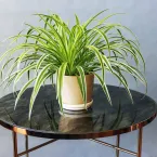 5 plantas que quase não pedem água: veja quais são