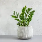 5 plantas que quase não pedem água: veja quais são