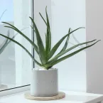 5 plantas que quase não pedem água: veja quais são