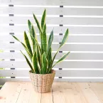 5 plantas que quase não pedem água: veja quais são