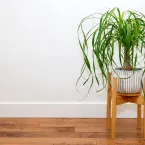 5 plantas que quase não pedem água: veja quais são
