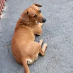 Calor de 42�C em Rondon�polis leva cachorro a tomar banho de tanque sozinho