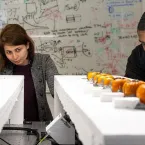 Inteligência Artificial Ensina Agricultores a Colher Frutas no Momento Perfeito
