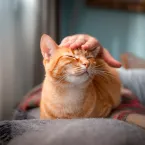 Brincar com pets ajuda na inteligência e empatia das crianças, diz estudo