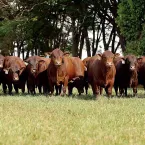 Touro Senepol: R$ 500 a mais de receita por bezerro