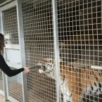 Tigre que matou homem em zoológico não será morto, diz parque