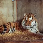 Tigre que matou homem em zoológico não será morto, diz parque