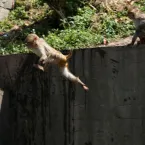 Macacos invadem casas e ferem 40 pessoas, sobrecarregando hospital no Nepal