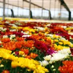 Holambra será a sede do 10º Conexidades em 2027