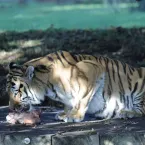 Tigre que matou homem é fotografado no parque reaberto