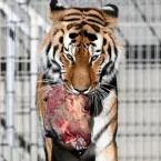 Tigre que matou homem é fotografado no parque reaberto