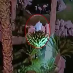 Pai b�bado rouba flamingo famoso em Las Vegas e vai a julgamento