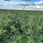 Controle de mato precoce evita perdas irrevers�veis e aumenta produtividade