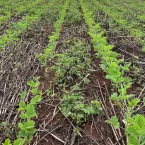 Controle de mato precoce evita perdas irrevers�veis e aumenta produtividade