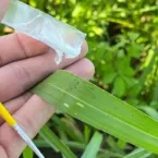 Insetos e carrapatos ameaçam lucros da pecuária e reduzem comida dos bois