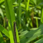 Insetos e carrapatos ameaçam lucros da pecuária e reduzem comida dos bois
