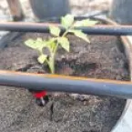 Nova técnica dobra produção de tomate e acaba com doenças do solo